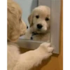 perritos tiernos 11