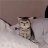 Gatitos Miiiaw 2 15
