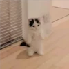 Gatitos Miiiaw 20