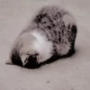Gatitos Miiiaw 2 16