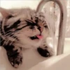 Gatitos Miiiaw 2 17