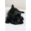 perritos tiernos 15