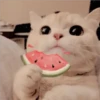 Gatitos Miiiaw 21