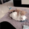 Gatitos Miiiaw 2 18