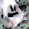 Gatitos Miiiaw 22