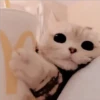 Gatitos Miiiaw 2 19