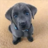 perritos tiernos 17