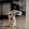 Gatitos Miiiaw 2 20