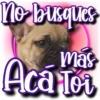 Dog & Frases    C☆ 21