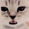Gatitos Miiiaw 2 21