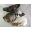 perritos tiernos 18
