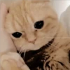 Gatitos Miiiaw 2 22