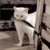 Gatitos Miiiaw 2 23