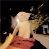 Gatitos Miiiaw 24