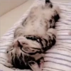 Gatitos Miiiaw 2 25