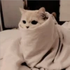 Gatitos Miiiaw 25