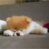 perritos tiernos 24