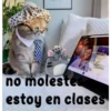 gatito lindo  ️ 21
