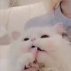 Gatitos Miiiaw 2 26