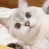 Kitten 28