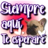 Dog & Frases    C☆ 24
