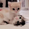 Gatitos Miiiaw 2 27