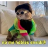 gatito lindo  ️ 22