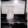 Gatitos Miiiaw 27