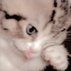 Gatitos Miiiaw 2 28