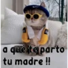 gatito lindo  ️ 24