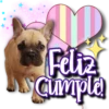 Dog & Frases    C☆ 27