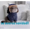 gatito lindo  ️ 25