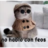 gatito lindo  ️ 26