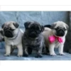 perritos tiernos 29