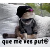 gatito lindo  ️ 27