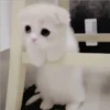 Gatitos Miiiaw 2 29