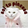 gatito lindo  ️ 28