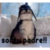 gatito lindo  ️ 29