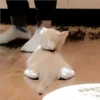 Gatitos Miiiaw 29