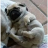 perritos tiernos 30