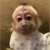 Que monito 6