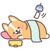 Corgi summer 8