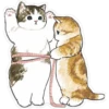 Gatitos hermosos 6 6