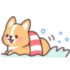 Corgi summer 11