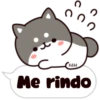 Shiba dogs 8