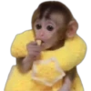 Que monito 9