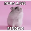 Hamsters 8