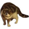 MICHIS 9
