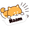 Shiba dogs 12