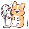 Corgi summer 15